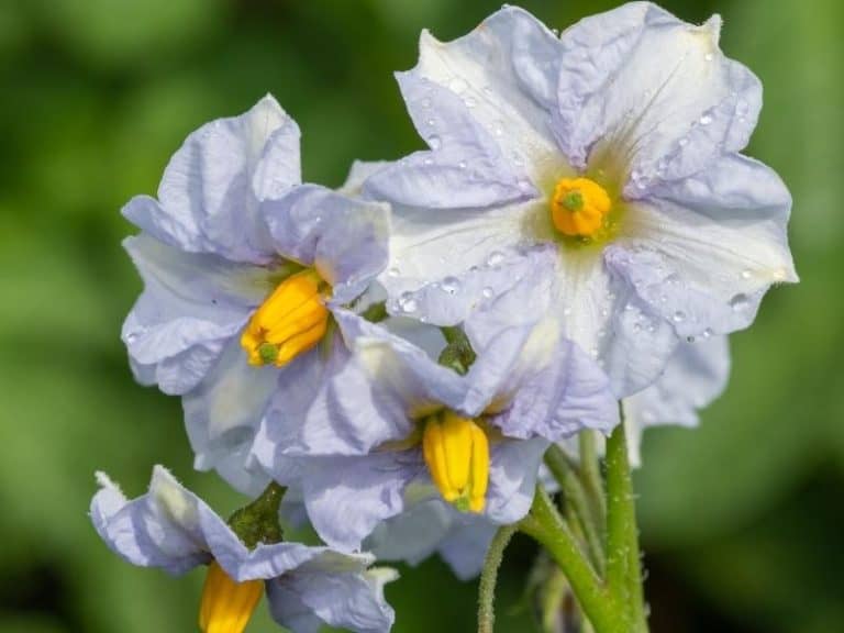 Should You Leave Flowers on Potato Plants? Garden Tips 2024 Northern