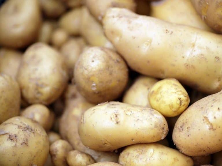 Is it Safe to Grow Potatoes in Tires Garden Tips 2024 Northern Nester