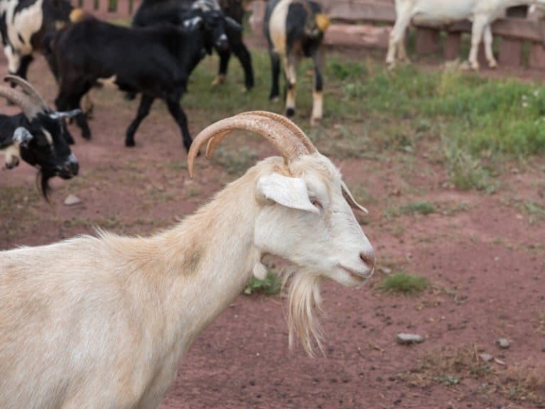 What Do Goats Like to Play With? - Northern Nester