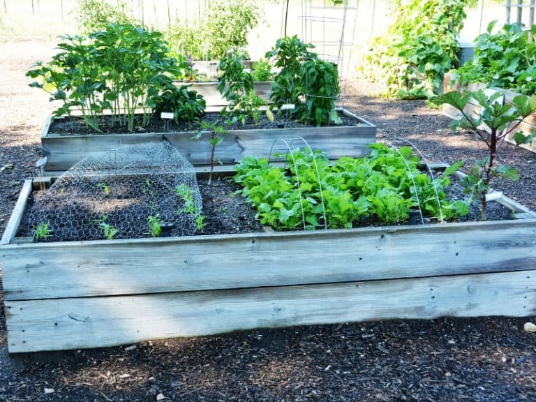 How To Grow Potatoes In Raised Bed - Garden Tips 2024 - Northern Nester