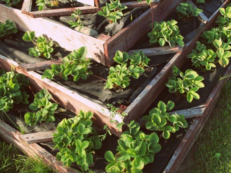 How to Rotate Crops in Raised Beds? Garden Tips 2024 Northern Nester