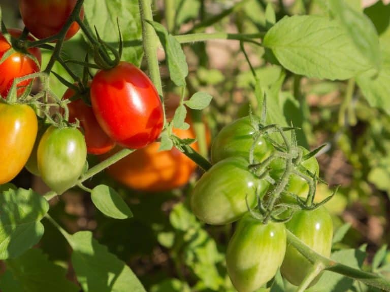 Why do tomato plants have hairs? Garden Tips 2024 Northern Nester