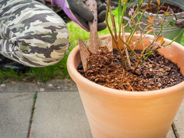 Should you put mulch around potted plants? Garden Tips 2024 Northern