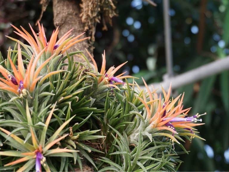 How To Water Air Plants Garden Tips 2024 Northern Nester