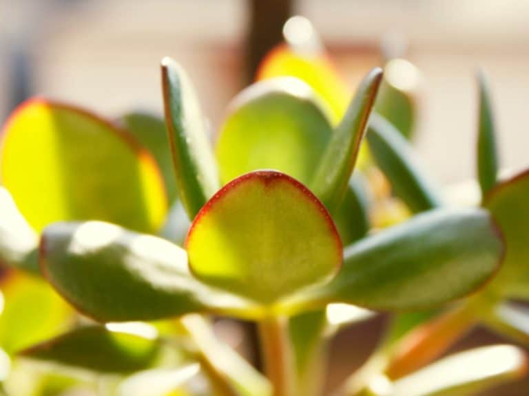 Why Do Jade Plants Keep Dropping Their Leaves? Garden Tips 2024