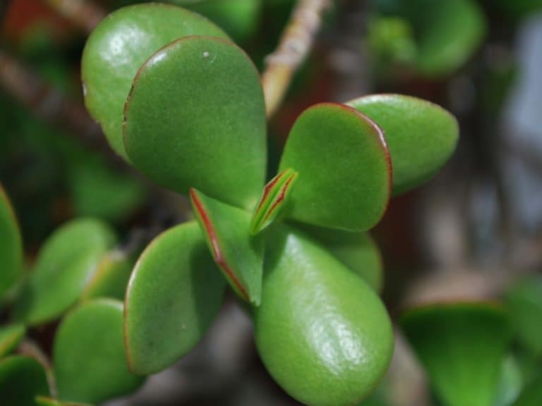 Why Do Jade Plants Keep Dropping Their Leaves? Garden Tips 2024