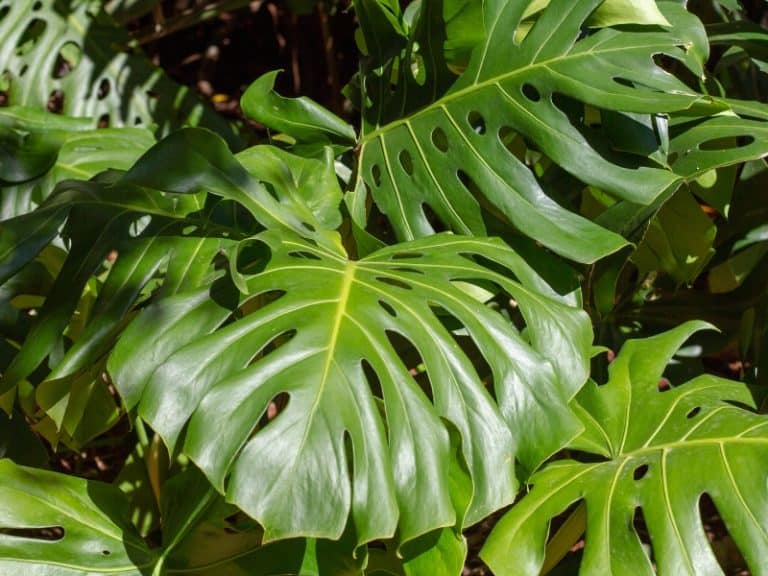 Can Monstera Live And Thrive Outdoors? Garden Tips 2023 - Northern Nester