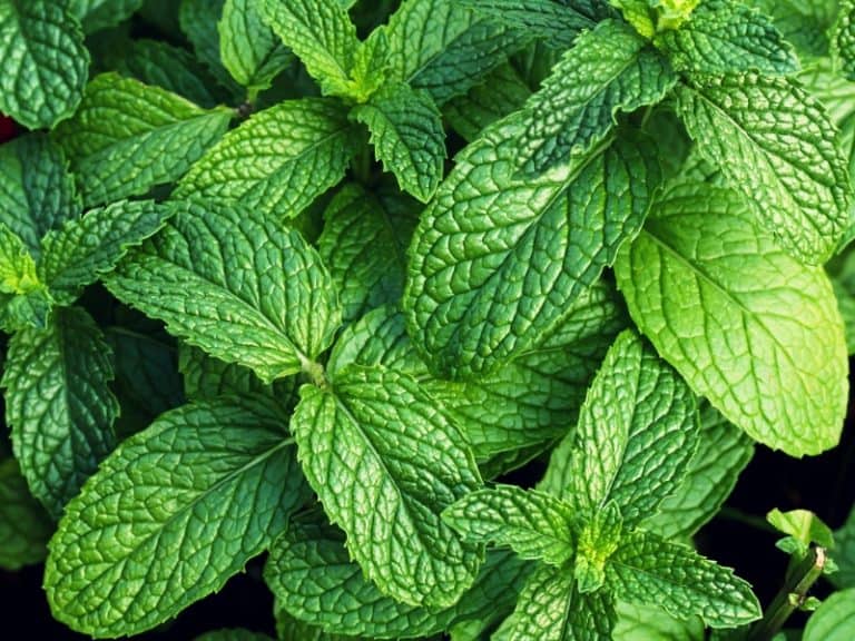 Lemon Balm vs Mint - What's the Difference? - Northern Nester