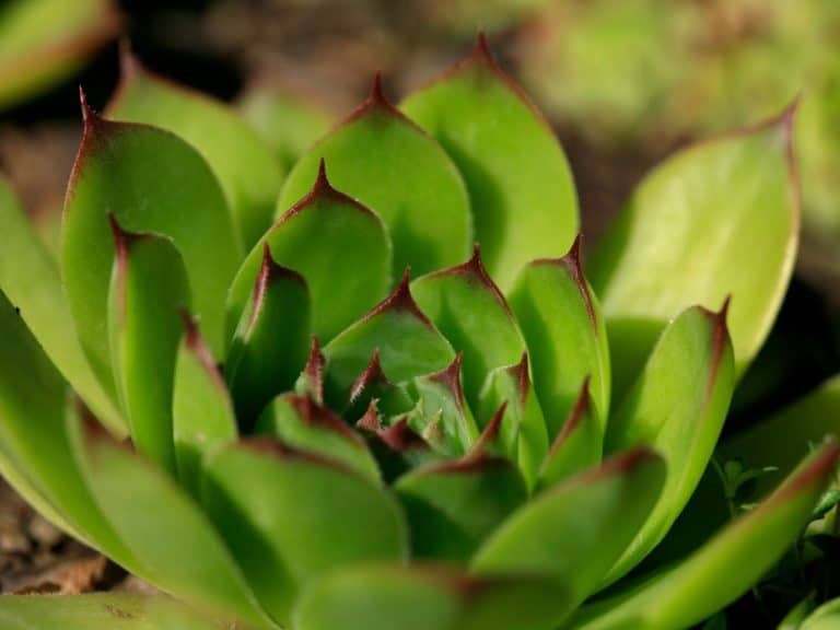Do Hens and Chicks Need Full Sun? Northern Nester