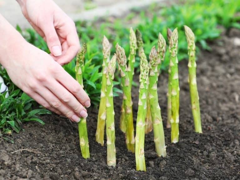How To Grow Asparagus at Home Garden Tips 2024 Northern Nester
