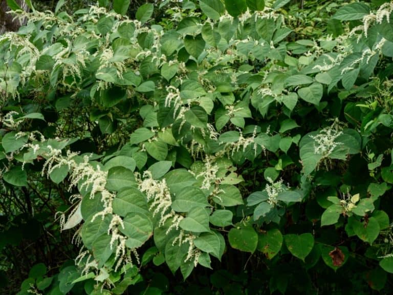 How to Kill Japanese Knotweed - Garden Tips 2023 - Northern Nester