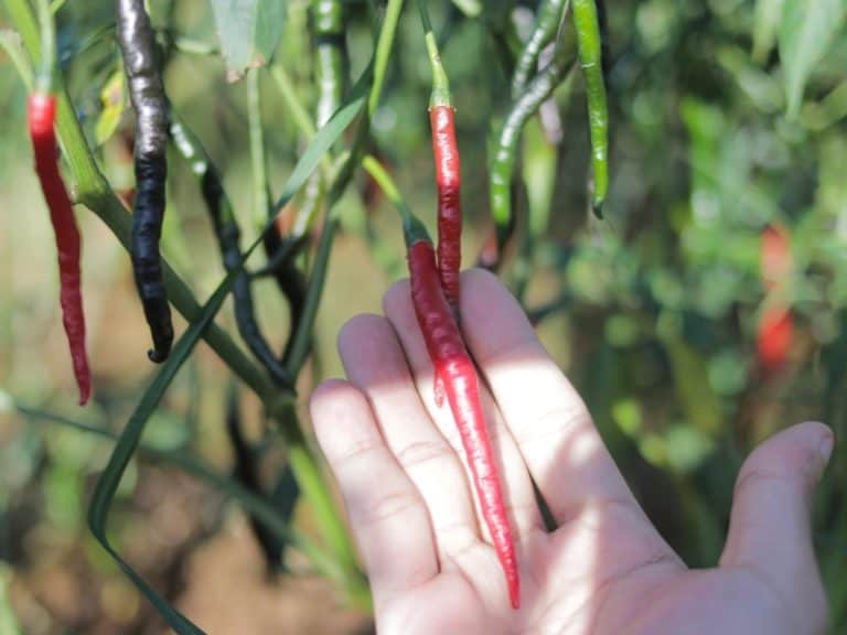 Growing Chilies Tips - Garden Tips 2024 - Northern Nester