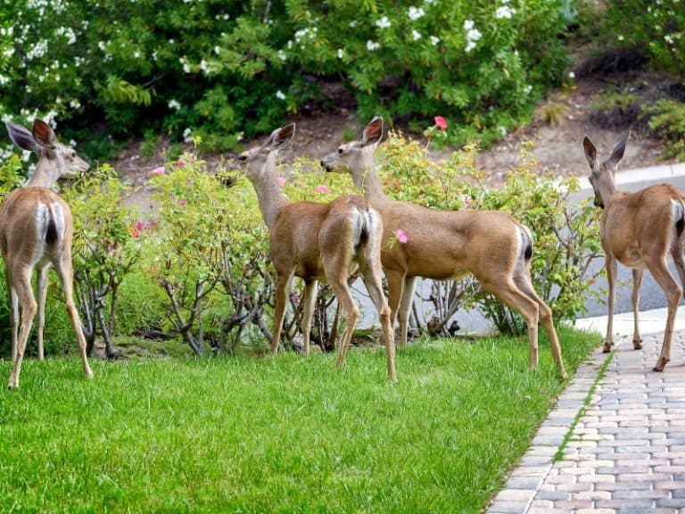 Do Deer Eat Zinnias? Northern Nester
