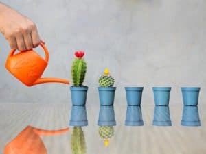 How Often to Water Cactus? - Northern Nester
