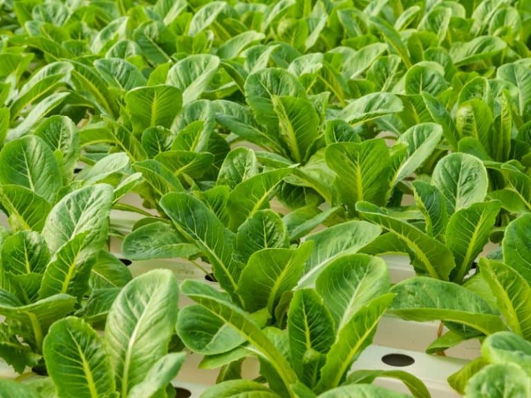 Romaine Lettuce Growing Stages: Detailed Guide - Northern Nester