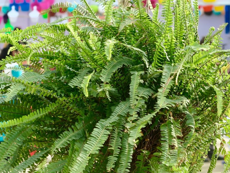 How Often to Water Boston Fern: A Comprehensive Guide - Northern Nester