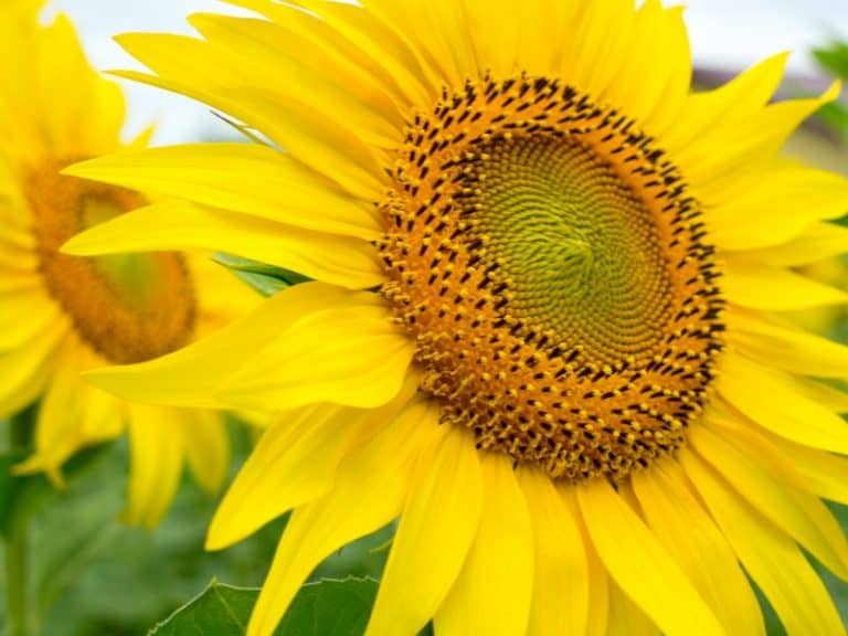 How Often to Water Sunflowers A Guide to Optimal Watering Frequency
