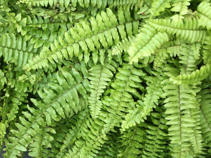 How Often to Water Boston Fern: A Comprehensive Guide - Northern Nester