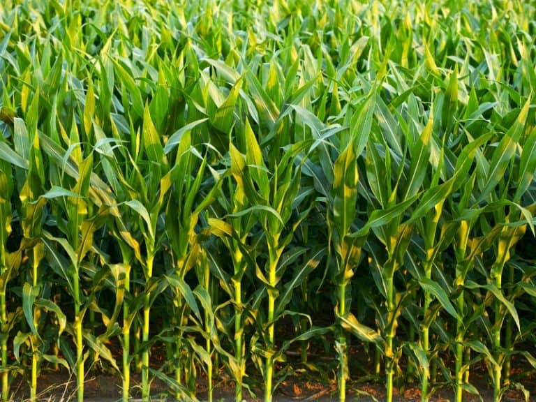 How Often to Water Corn Plant Expert Northern Nester